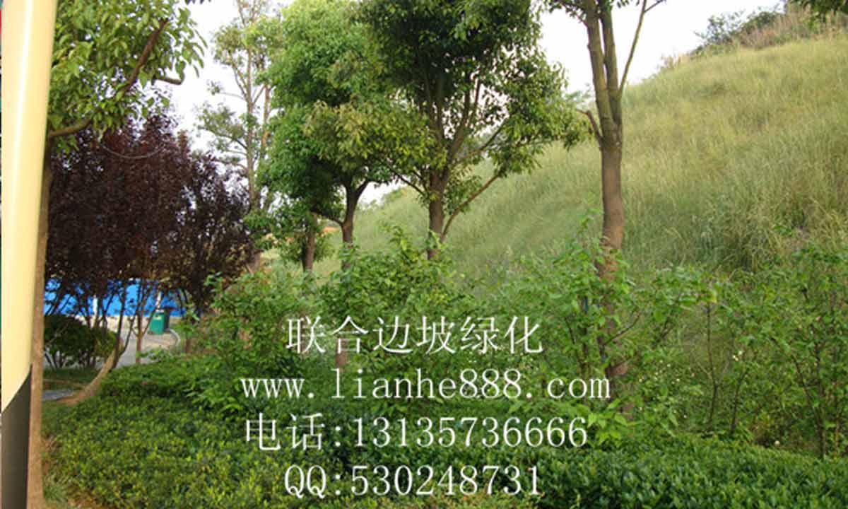 湖北省武漢市光谷生物城二妃體育館邊坡復綠